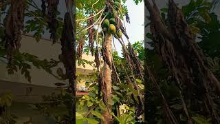 our garden#papaya#subscribe#Natural Videos 619....