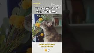 The SECRET Life of Cats' Whiskers