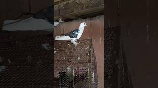 Homing pigeon🐦birds #birds#shorts#short#shorts#short#trending#trend#video