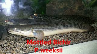 P.weeksii Bichir species