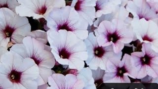 🌸Подкормка и обработка растений на стеллаже, на всех этапах роста и развития🌸