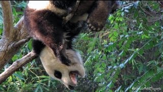 Cute panda cub antics | Xiao Liwu