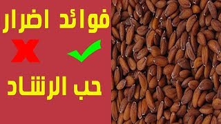 فوائد و اضرار حب الرشاد