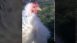 Lady Frizzle-Chicken Rescued From A Skunk Attack Makes Complete Recovery vid.mp4