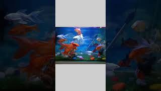 Community Goldfish Tank| Slow-motion Fish Moving| Beautiful Fishes Tank #goldfish  #shorts