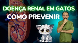 COMO PREVENIR A DOENÇA RENAL CRÔNICA EM GATOS: DICAS E CUIDADOS