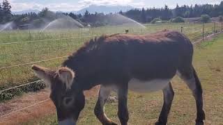 Donkeys On The Track