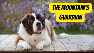 Saint Bernard: The Gentle Giant of the Mountains #dogs #animals #doglovers