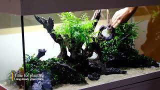 Minimalist Forest Aquascape, No Co2 - 180 L