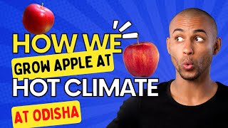 How we manage to grow apple at Odisha | Hot Climate |