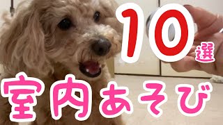 トイプードルと楽しい室内遊びと暇つぶし１０選【犬と遊ぶ】