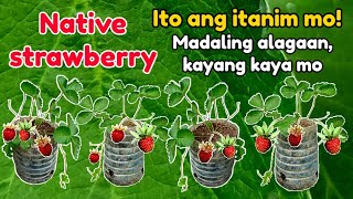 NATIVE STRAWBERRY, ITO NA ANG ITANIM MO, MADALING ALAGAAN KAHIT SA BAHAY MO LANG