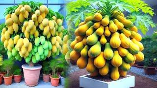 Mangeos for Papaya tree plant growing papaya tree growing With mangos tree,papaya tree flowers fruit