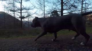 American bully FURY