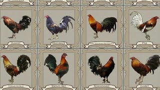 16 Jenis Ayam Filipina - ayam Peruvian