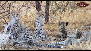 Incredible Cheetah Sightings at Selenkay Conservancy