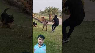 TIGER 🐅🐯 And Dog 🐕🐕 Fight 😂😂 | #tiger #dog #youtubeshorts #trending #shorts #viralvideo #shortsfeed