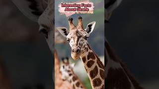 Giraffe Facts That You Didn't Know #shorts #youtubeshorts #giraffe #facts #viral