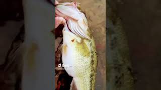 Massive 3lb bass on a popper (this a  old video) #fishing #popperfishing #fish #giantbass