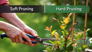 Vlog or a video in which you learn something |you decide | Do tell me in the comment box #pruning