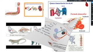 6-cı sinif - Heyvanlarda daşıyıcı sistem - NurBio