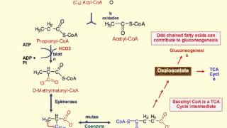 Oxidation of Odd-Chained Fatty Acids