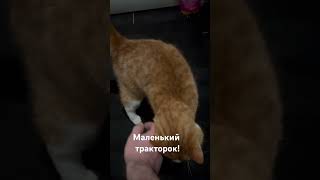 Кот мурчун!