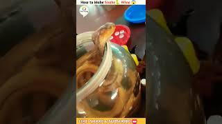 How to Make Snake 🐍 Wine 🍷😯 #shorts_viral #shorts #snakewine