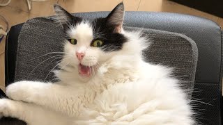 😂 Funniest Cats and Dogs Videos 😺🐶 || 🥰😹 Hilarious Animal Compilation №417