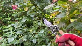 Kew Gardens Woodland Collection Secateurs