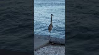 Bird Island Sarasota enjoys sunsets