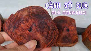 Cành Gỗ Sưa Bắc Già Hàng 100 Năm Tuổi Chất Đỏ Vàng Vân Chỉ Cắt Ra Làm Vòng Tay Gỗ Sưa Già