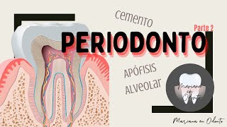 PERIODONTO: Apófisis alveolar y cemento (Parte 2)