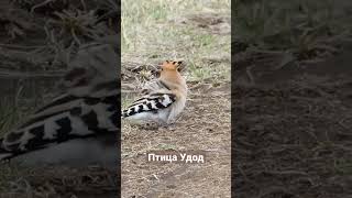 Птица Удод. одна из самых красивых птиц встречающихся в Сибири