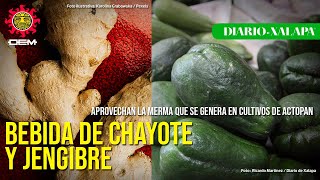 Bebida de chayote y jengibre, una alternativa que apoya a productores de Actopan