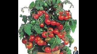 How to Grow ''Minibel Tomato Bonsai'' from Seeds at Home.