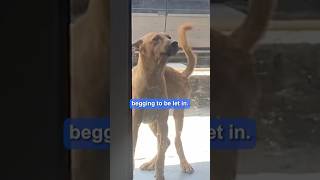 Café owner saves stray dogs from extreme heat ❤️