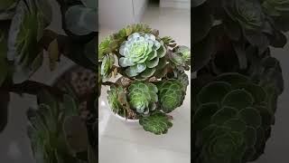 Satisfying Succulent Diy #90