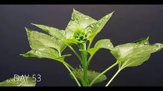 Growing Sunflower Time Lapse 2