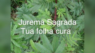 Jurema Sagrada - sua folha cura