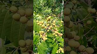 Longan Fruit ♥️ | #shorts #fruit