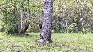 Nipigon MaeMae Pileated Woodpecker at the Marina