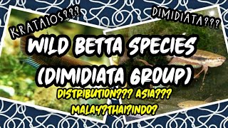 Betta Dimidiata Group (Wild Betta Species) | WILD BETTA