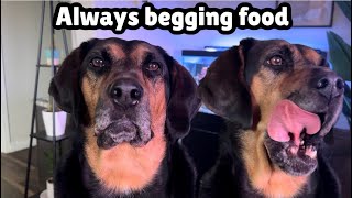 Begging food after eating and she still HUNGRY | Dog Bella Strategy to be look Sorry