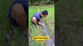 MANCING BELUT SAWAH #part9  #shortvideo #shorts