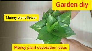 money plant ideas/ flower arrangement/ garden diy/ money plant Malayalam