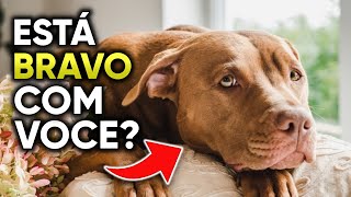 10 Sinais de que Seu Cachorro está BRAVO com Você