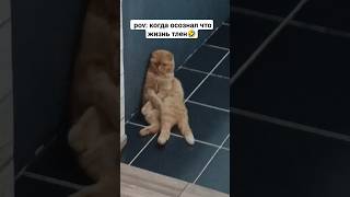 кот всë осознал 🤣 #кот  #котики #смешныекоты #мемы #дослез #pov #funnyvideo #funnycats #шортс