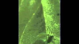 The Impressive Aerial Maneuvers of the Pea Aphid