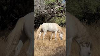 Wild Horses Morning Routine #horsevideo #stallion #equestrian #wildanimals #asmreating